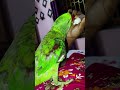 Parrot talking video 🥰🥰🦜🦜 #shorts #birds #parrots #pets