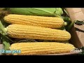 Сладкая кукуруза 🌽 Мегатон F1. Посев в грунт 20 мая.