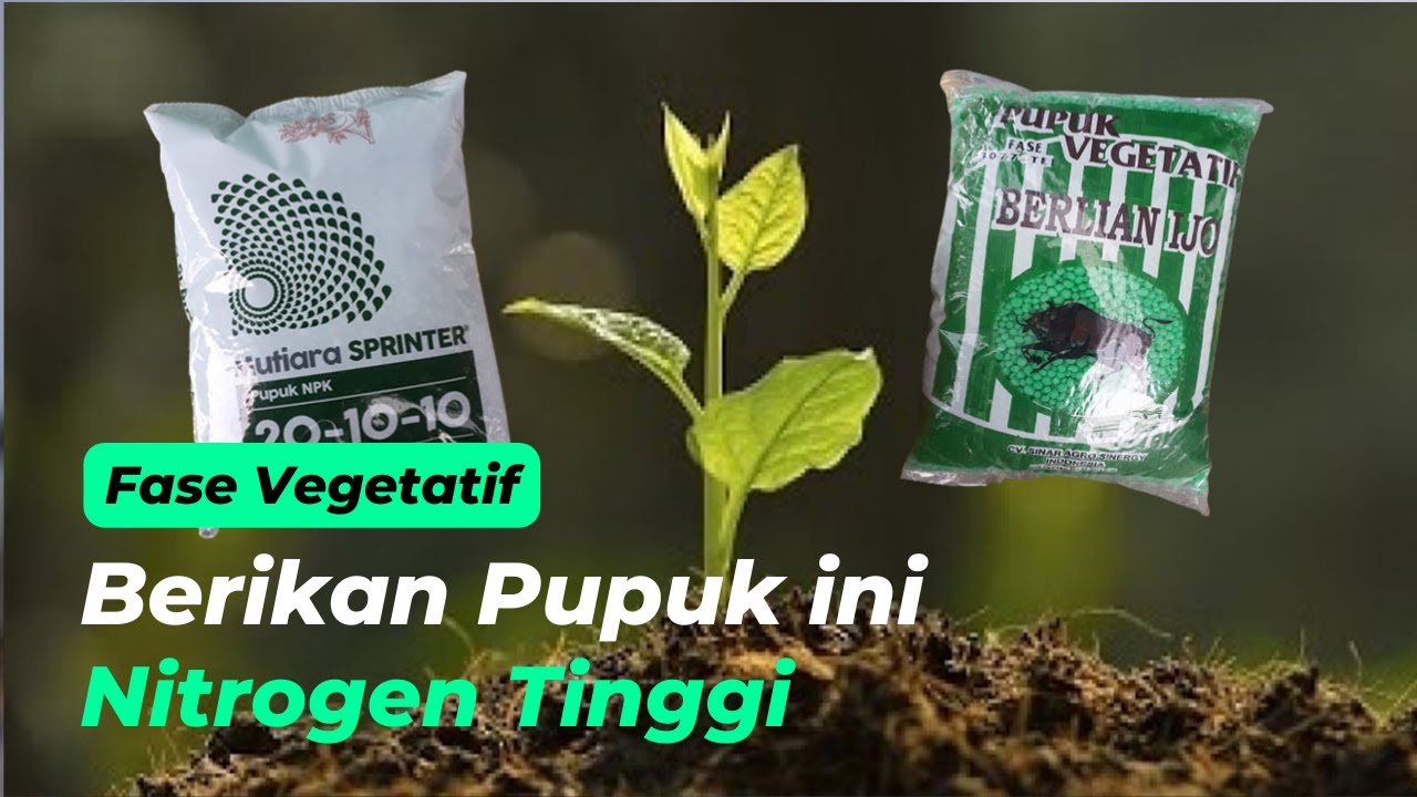 Rekomendasi Pupuk Fase Vegetatif Tanaman NPK Mutiara Sprinter 20 10 10 Vs Berlian ijo 30 7 7 + TE