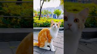 More Cats Than People In This Park #lima #peru #kennedypark #p;ets #travel #vacation #walking #nomad