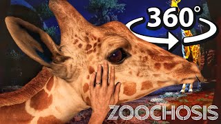 360 The Best Vr Petting Experience Ever With Zoochosis Animals