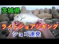 茨城県でライトショアジギング、ショゴ連発！