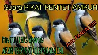 SUPER AMPUH ! suara pikat burung pentet ....ANTI ZONK