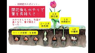 プロが教えるチューリップの育て方 花摘み 球根収穫 と種の作り方 Youtube