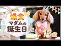 【祝12歳】可愛さ限界突破!!仔犬のようなハイシニア爆誕【カニンヘンダックスえびすの日常】