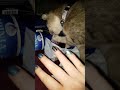 ASMR kitty and holo #asmr #kitty #cat #playing #holo #holosexual