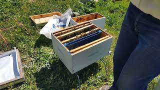 طريقة نقل خلية  النحل من صندوق 5 إطارات  إلى صندوق 10 إطارات.