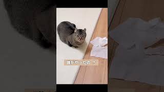 ティッシュと猫 #猫 #cat #ねこチャックの日常 #猫好きさんと繋がりたい #猫のいる暮らし #猫動画 #ねこ #保護猫 #多頭飼い #cats
