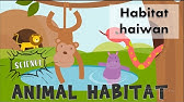 Habitat Haiwan Youtube