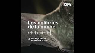 Los colibríes de la noche