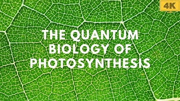 The Quantum Biology of Photosynthesis: How Plants Harvest Light with Quantum Efficiency | 4K Video
