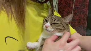 Loud Purring Machine screenshot 5