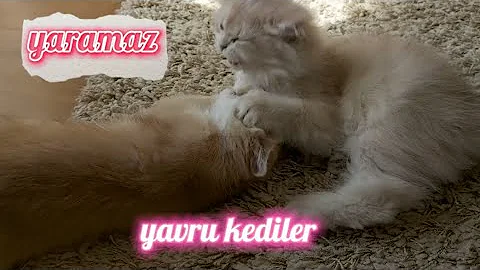 Video 1783931: britishshorthair catlover kitten, britishshorthair cat funny kitten, playing britishshorthair catlover