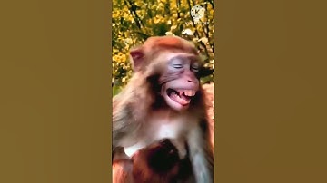 #Hu Hu#mojarvideo#dance #dance #song #vatija#follow 2025