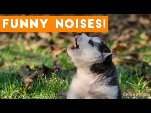 funniest-funny-animal-sounds-compilation-of-2017-|-funny-pet-videos