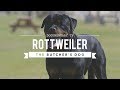 ALL ABOUT ROTTWEILERS : THE BUTCHER'S DOG