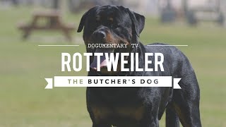 ALL ABOUT ROTTWEILERS : THE BUTCHER'S DOG