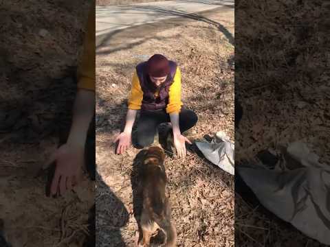 Video: Lilica Junkyard Dog robí niečo naozaj špeciálne pre jej Junkyard Homies každú noc