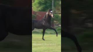#sorts #hors #horoscope #reels #youtube #viral #horse #horseriding #trending #riding #viral