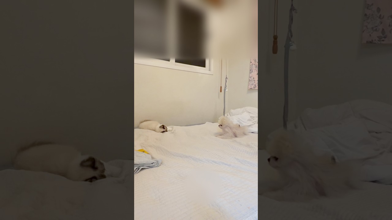 제법 친해진 쪼꼬미들 🐶😸 #랙돌 #고양이 #강아지일상
