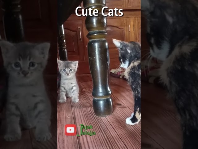 Cute Cats Doing Funny Things ❤️ class=