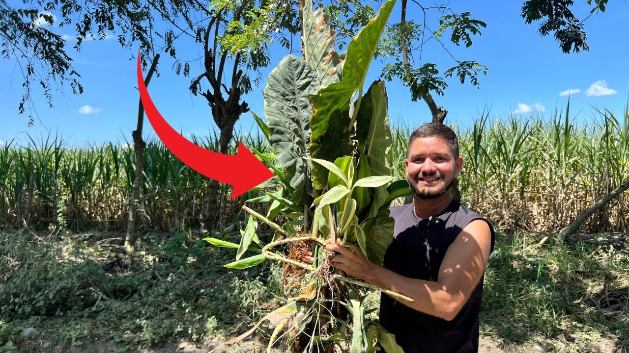 Salí a la calle a recoger plantas  ENLOQUECÍ!!!🪴 | 😲Descubre lo que encontré…