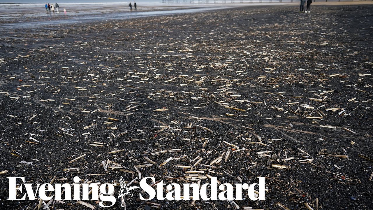 Thousands of shellfish have washed up in Yorkshire but the mystery continues