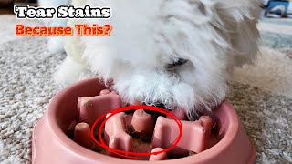 5 Reasons Your Dog Has Tear Stains (And How to Prevent Them!)