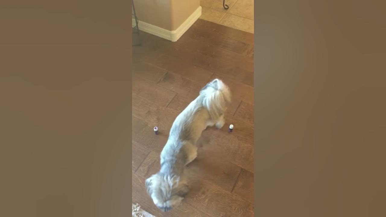 which-essential-oil-should-i-apply-to-my-dog-let-the-dog-choose