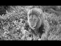 Famous lions of Sabi Sands: Part 3...