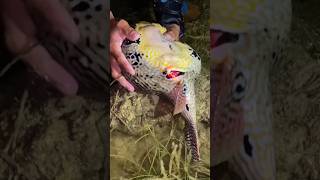 You won't believe what is inside this pufferfish belly 😳😳 #fishing #sea #nature