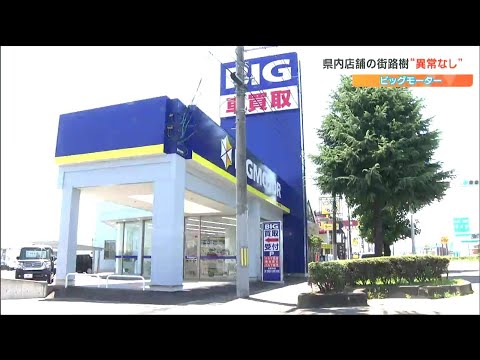 「ビッグモーター」店舗前“街路樹枯れる問題”で東北地方整備局が調査“県内店舗に異常確認されず”宮城