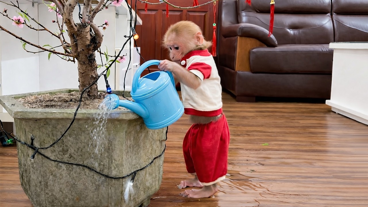Обезьянка Биби попала в забавную маленькую передрягу, ухаживая за персиками! 🌸