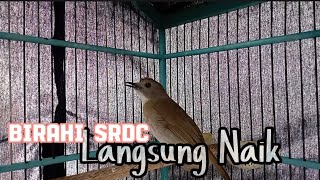 Suara Ini Bisa Membangkitkan Birahi Burung SRDC, Dijamin Langsung Gacor