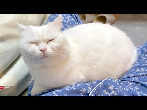 膝の上に饅頭みたいな猫が…！