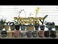 🇬🇧 韦基伍德花盆雅集 Wedgwood Jardinieres/Plant Pots