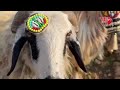The Centuries Old Miryah Tradition In Hatay The Centuries Old Miryah Tradition In Hatay