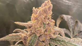 indoor harvest 2023: Blueberry Muffin
