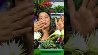 ¿Por que no florece nuestro cactus si lo abonamos?