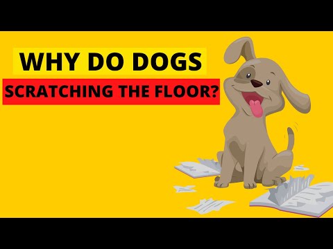 Video: Mengapa Beberapa Anjing Berperilaku Menyendiri?