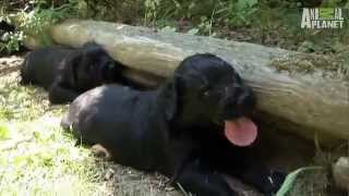 Black Russian Terrier.flv by Petclub India 63 views 11 years ago 2 minutes, 53 seconds