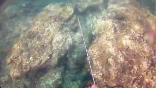 GoPro Hero 2 HD Spearfishing Japan