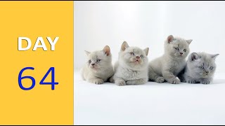 DAY 64 - Baby Kittens after Birth | Emotional