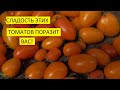 Самые сладкие томаты! Томат Русские колокола (№35) - сладкий,  красивый! Для теплиц и о. грунта!