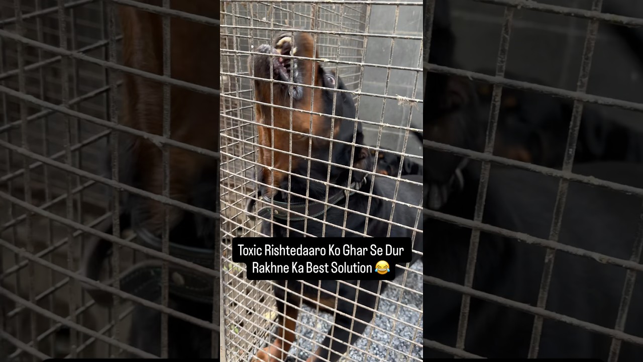 Rottweiler Bubzee Se Bhagaate Hain Humaare Rishtedaar 