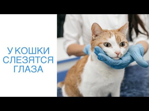 У кошки слезятся глаза