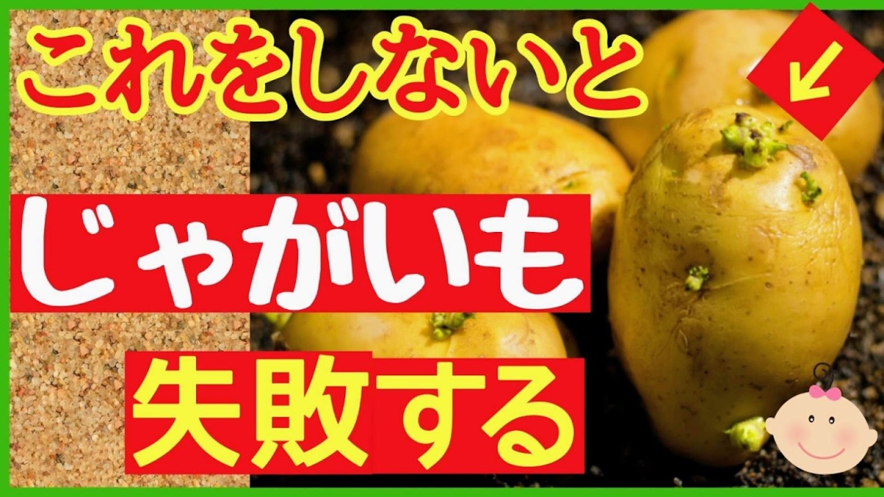 失敗した人だけ見てください！大きなジャガイモたくさん収穫する最強の土作り～植え付け【初心者家庭菜園・じゃがいもの育て方】