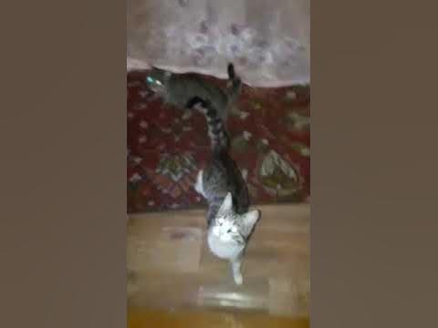 Очередная попытка дрессировки чтобы стояли на двух ногах кота - YouTube