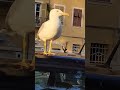 Lerici Italy 🐦🚙🦆 p. 2 😊🌊🥀⛰️⛱️🚞🌿🌳