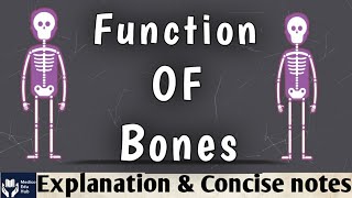 Functions of Bones in the body - Five major functions - What do bones do